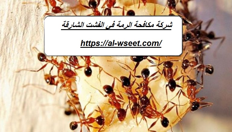 شركة مكافحة الرمة فى الفشت الشارقة