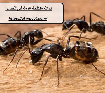 شركة مكافحة الرمة في الفصيل