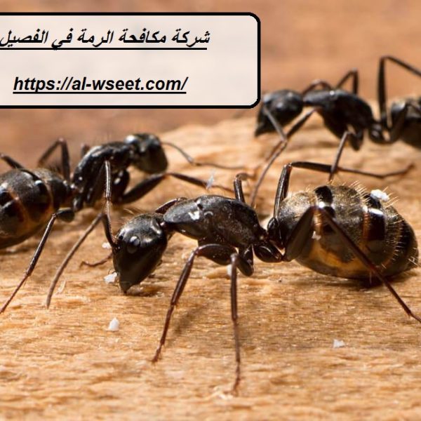 شركة مكافحة الرمة في الفصيل