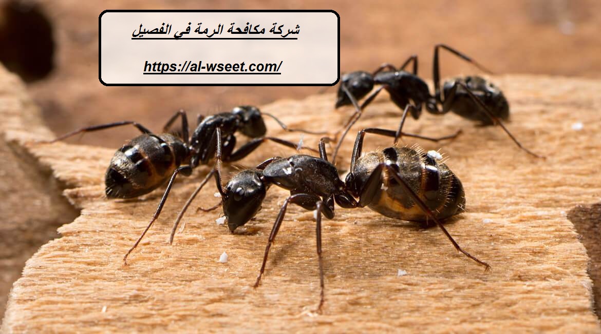 شركة مكافحة الرمة في الفصيل