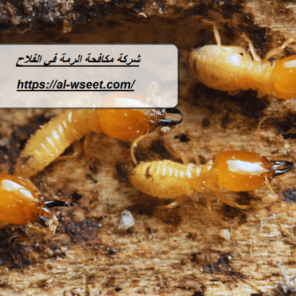 شركة مكافحة الرمة في الفلاح