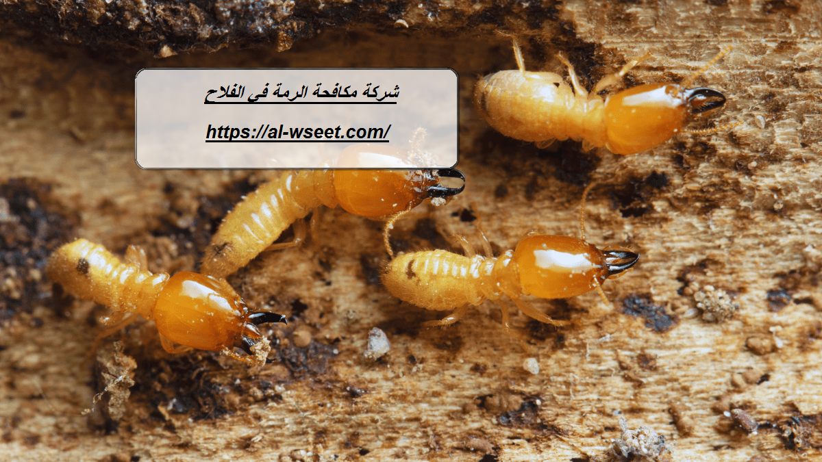 شركة مكافحة الرمة في الفلاح