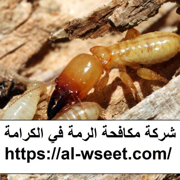 شركة مكافحة الرمة في الكرامة