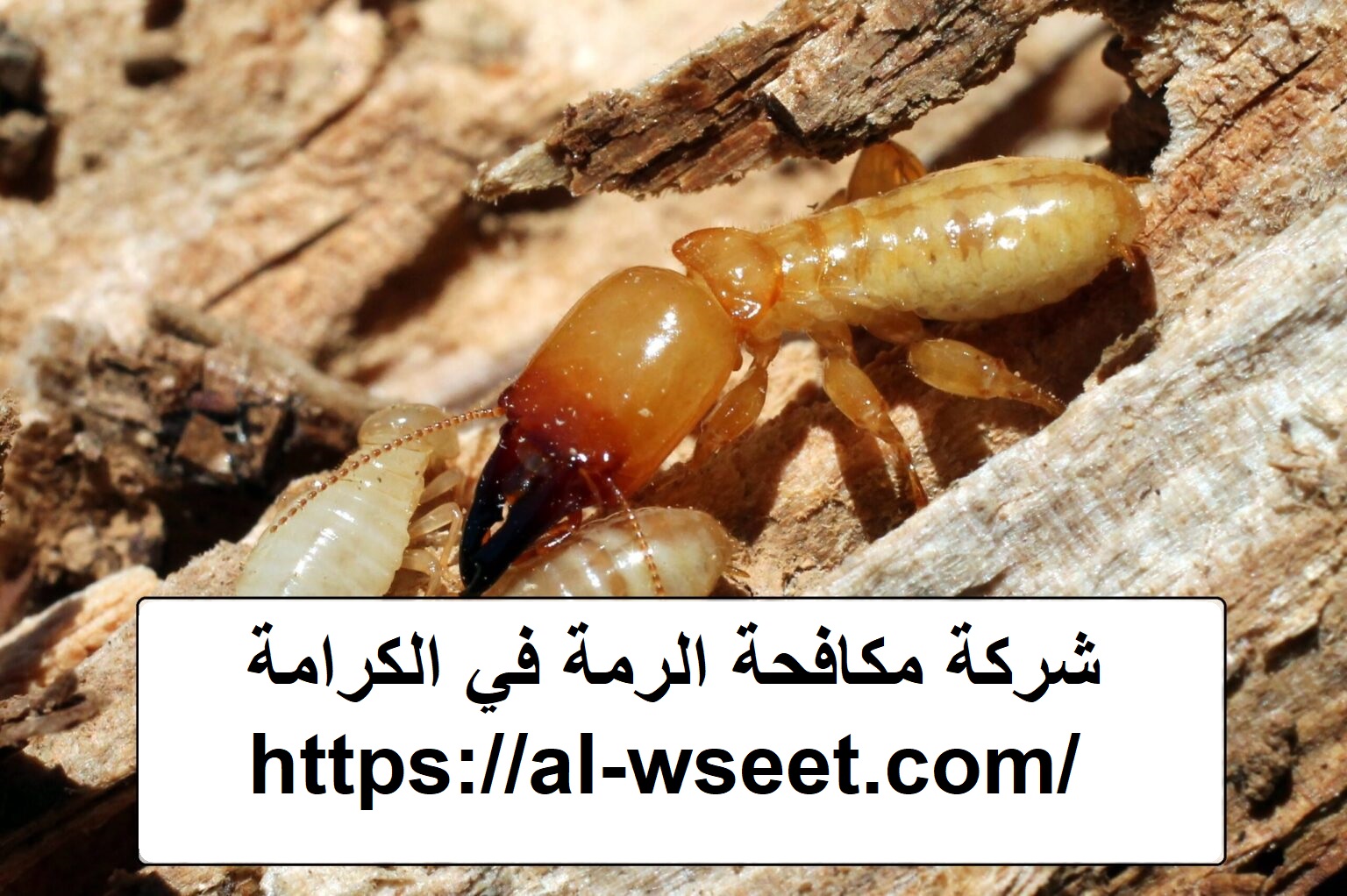 شركة مكافحة الرمة في الكرامة