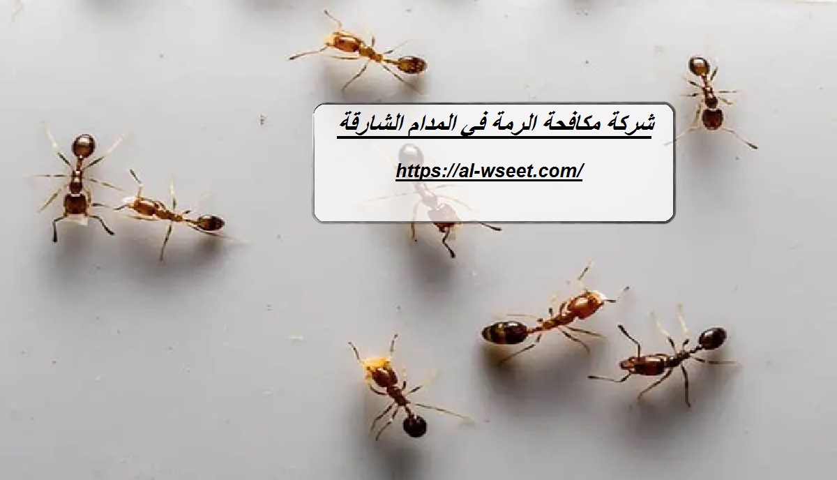 شركة مكافحة الرمة في المدام الشارقة