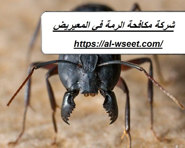شركة مكافحة الرمة في المعيريض