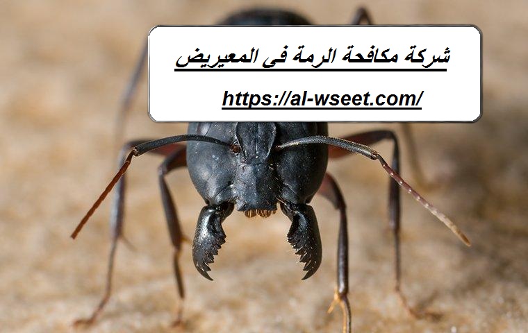 شركة مكافحة الرمة في المعيريض