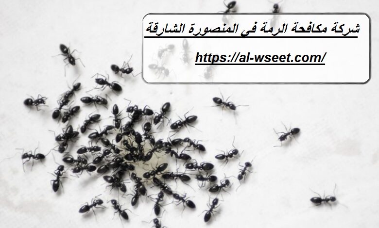 شركة مكافحة الرمة فى المنصورة الشارقة