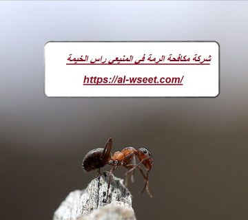 شركة مكافحة الرمة في المنيعي راس الخيمة
