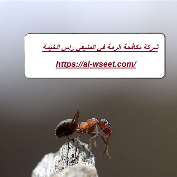شركة مكافحة الرمة في المنيعي راس الخيمة