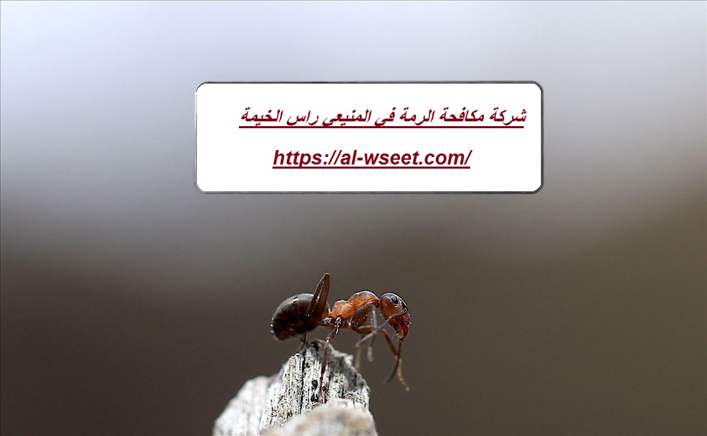 شركة مكافحة الرمة في المنيعي راس الخيمة