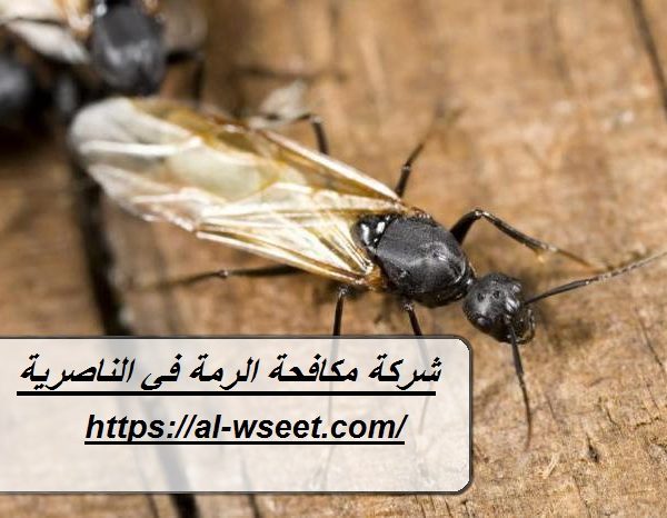 شركة مكافحة الرمة في الناصرية