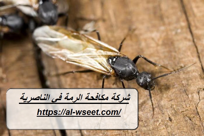 شركة مكافحة الرمة في الناصرية