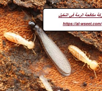 شركة مكافحة الرمة في النخيل