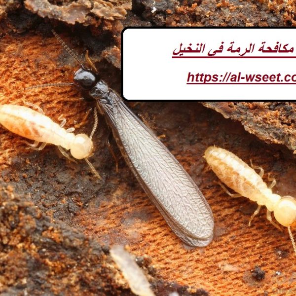 شركة مكافحة الرمة في النخيل