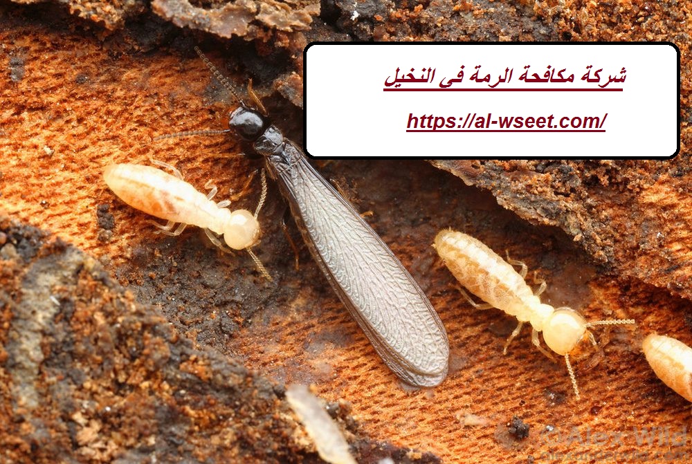 شركة مكافحة الرمة في النخيل