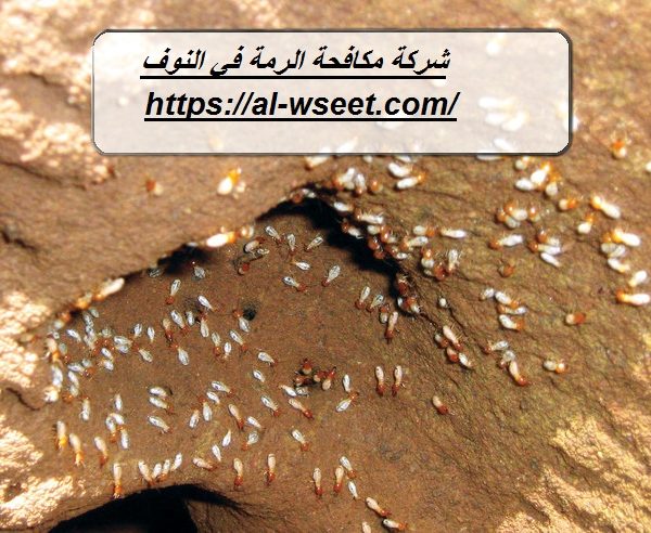 شركة مكافحة الرمة في النوف