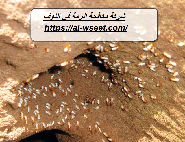 شركة مكافحة الرمة في النوف