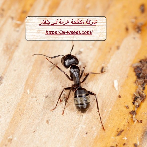 شركة مكافحة الرمة في جلفار