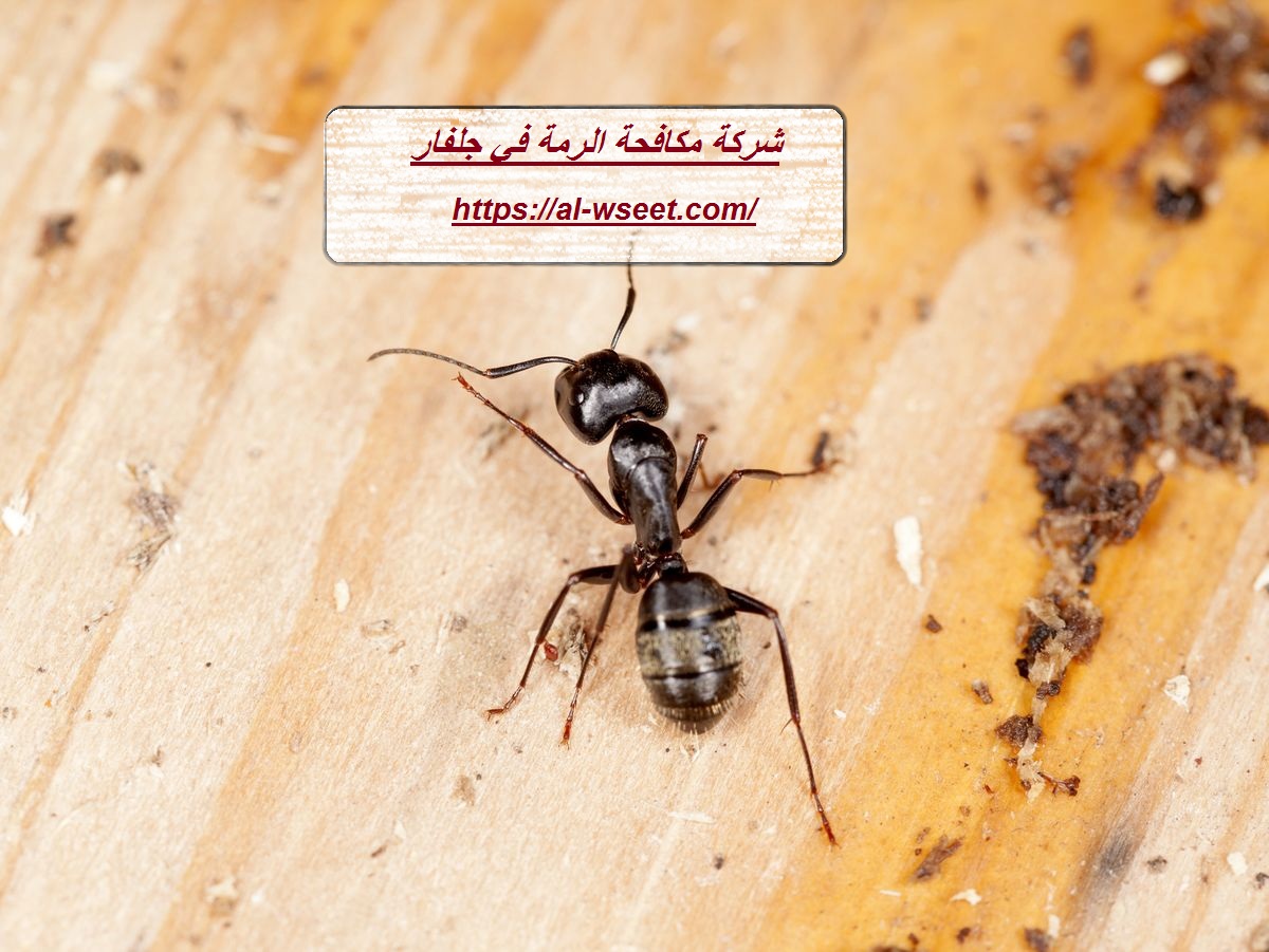 شركة مكافحة الرمة في جلفار