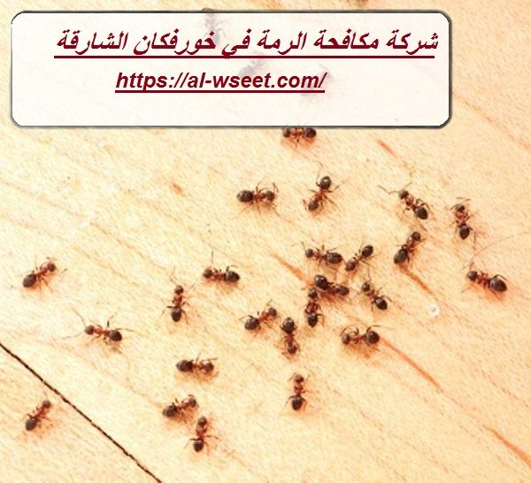 شركة مكافحة الرمة في خورفكان الشارقة