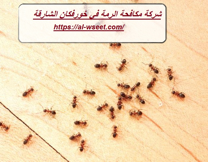 شركة مكافحة الرمة في خورفكان الشارقة