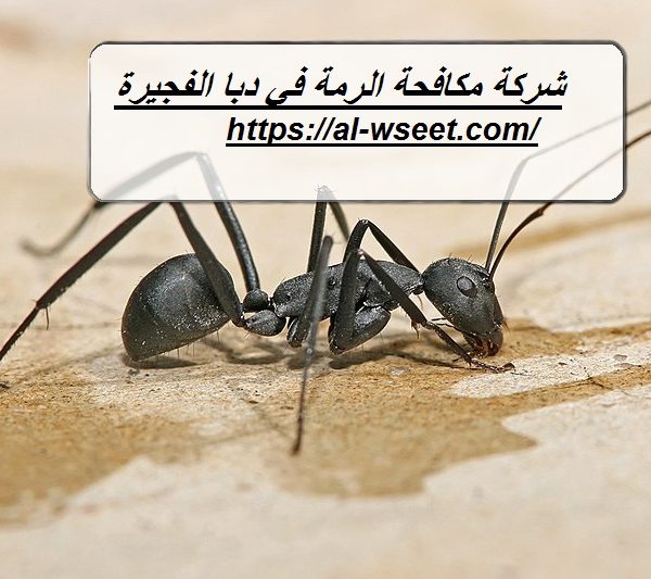 شركة مكافحة الرمة في دبا الفجيرة