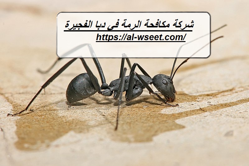 شركة مكافحة الرمة في دبا الفجيرة