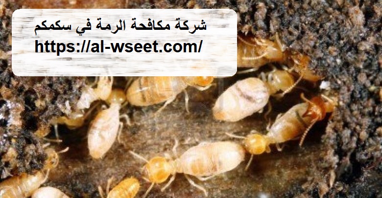 شركة مكافحة الرمة في سكمكم