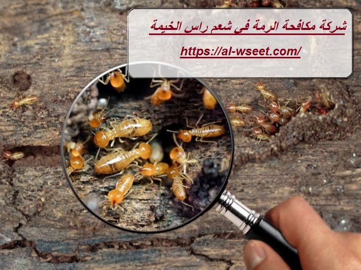 شركة مكافحة الرمة في شعم راس الخيمة
