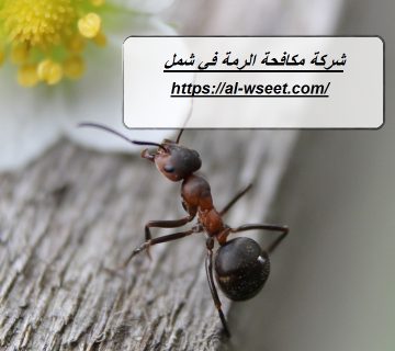 شركة مكافحة الرمة في شمل