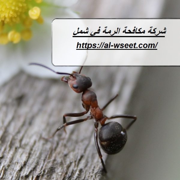 شركة مكافحة الرمة في شمل