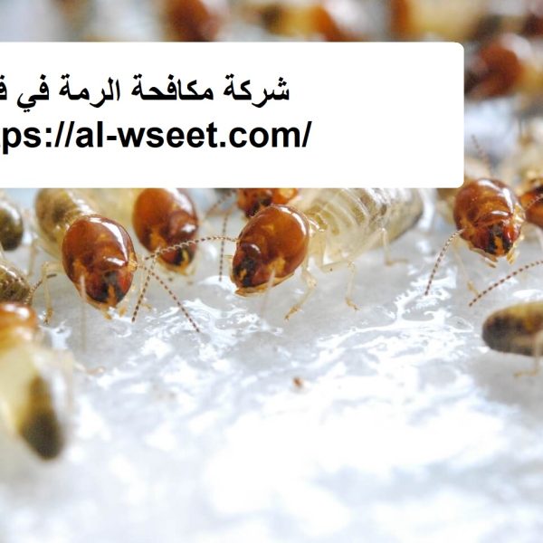 شركة مكافحة الرمة في قدفع
