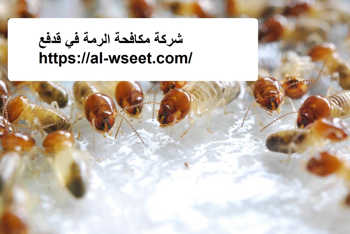 شركة مكافحة الرمة في قدفع