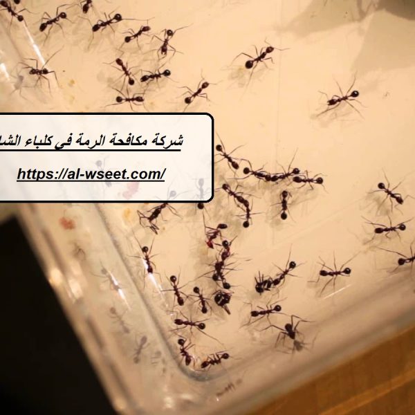 شركة مكافحة الرمة فى كلباء الشارقة