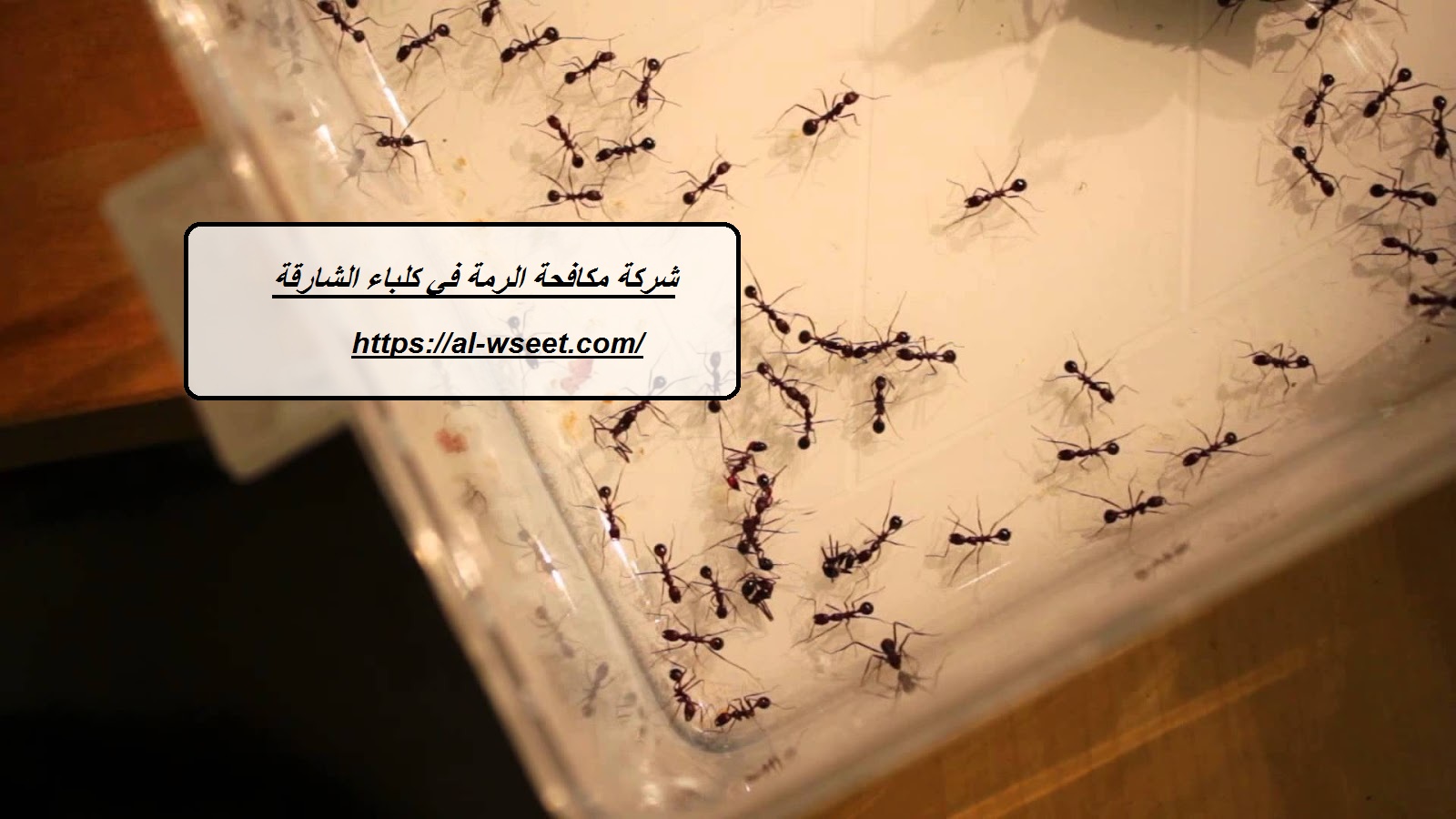 شركة مكافحة الرمة فى كلباء الشارقة