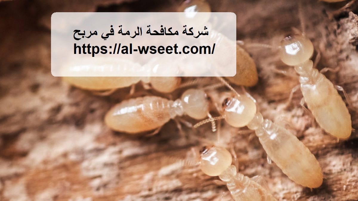 شركة مكافحة الرمة في مربح
