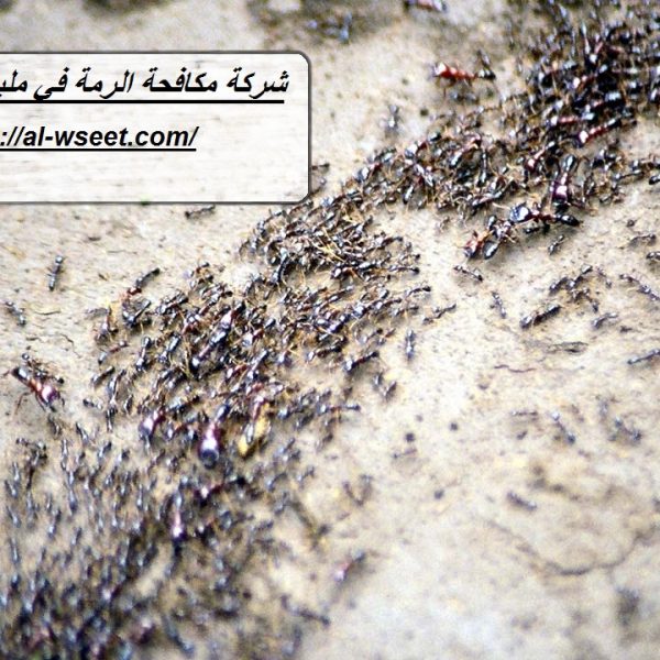 شركة مكافحة الرمة في مليحة الشارقة