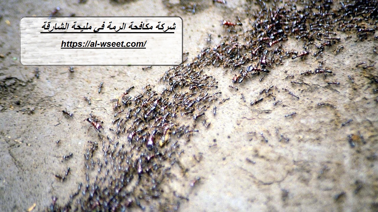شركة مكافحة الرمة في مليحة الشارقة
