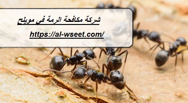 شركة مكافحة الرمة في مويلح