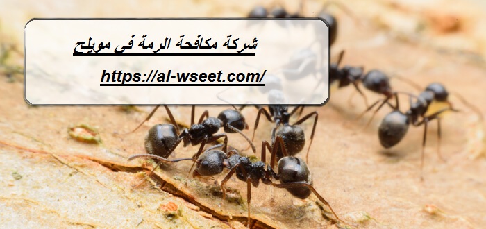 شركة مكافحة الرمة في مويلح