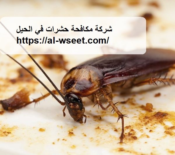 شركة مكافحة حشرات الحيل