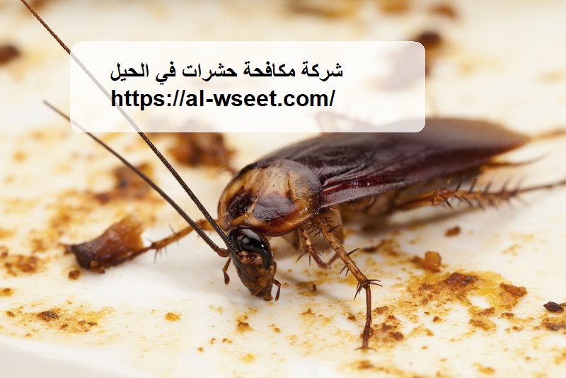 شركة مكافحة حشرات الحيل