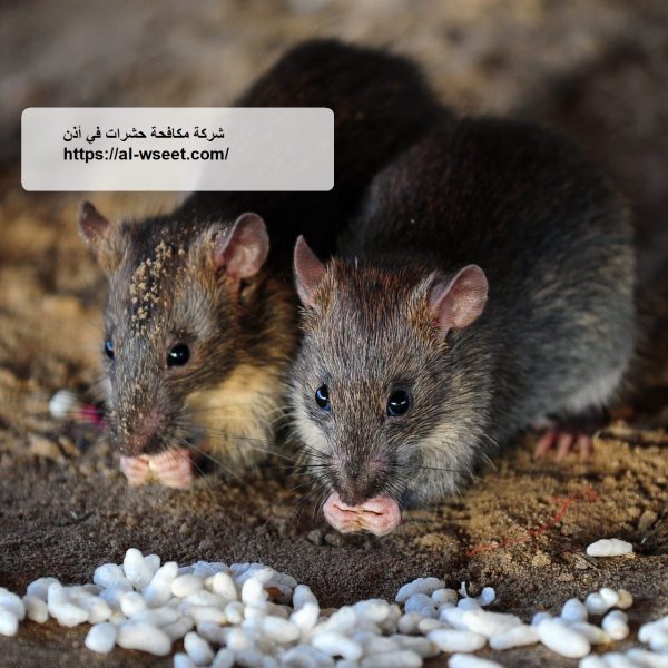 شركة مكافحة حشرات في أذن