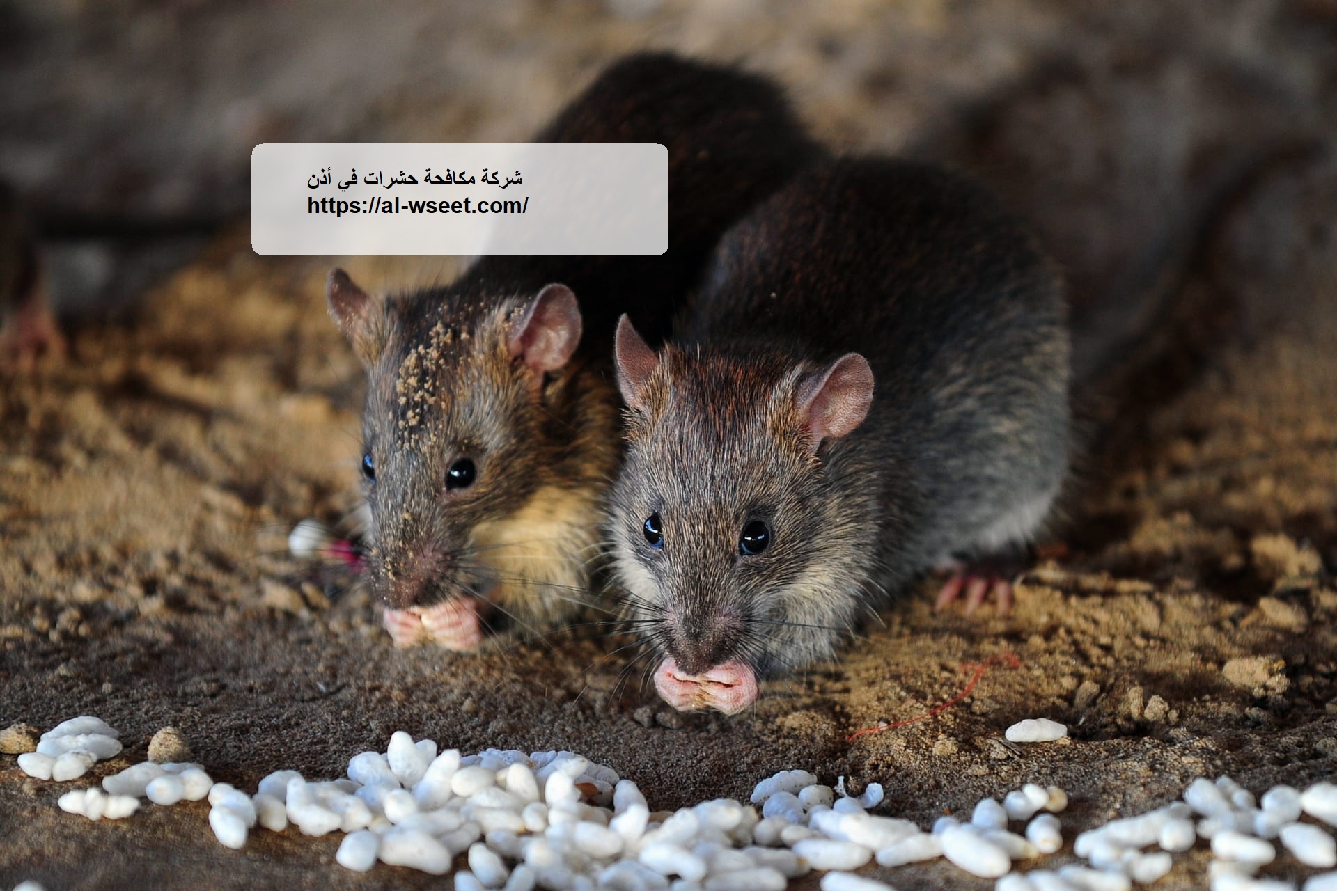 شركة مكافحة حشرات في أذن