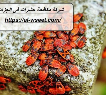 شركة مكافحة حشرات في الجزات الشارقة