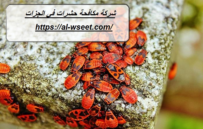 شركة مكافحة حشرات في الجزات الشارقة