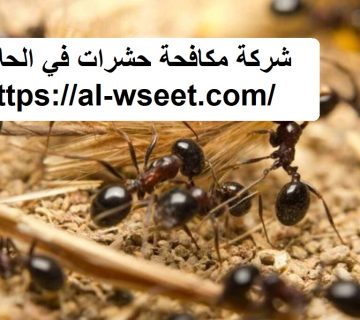 شركة مكافحة حشرات في الحلاة