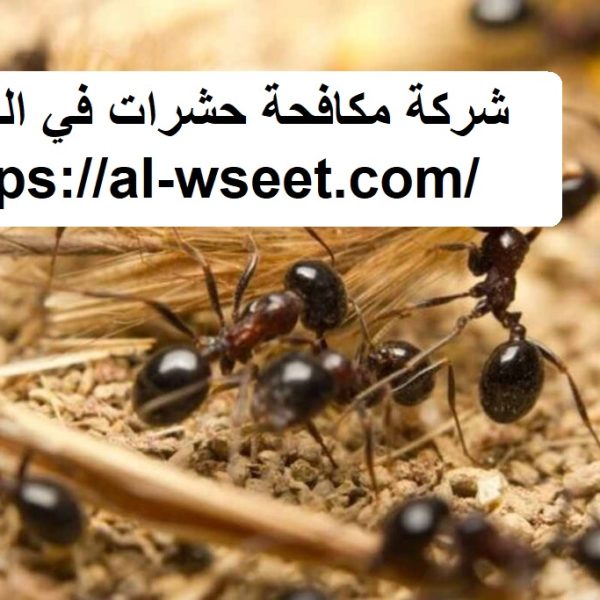 شركة مكافحة حشرات في الحلاة