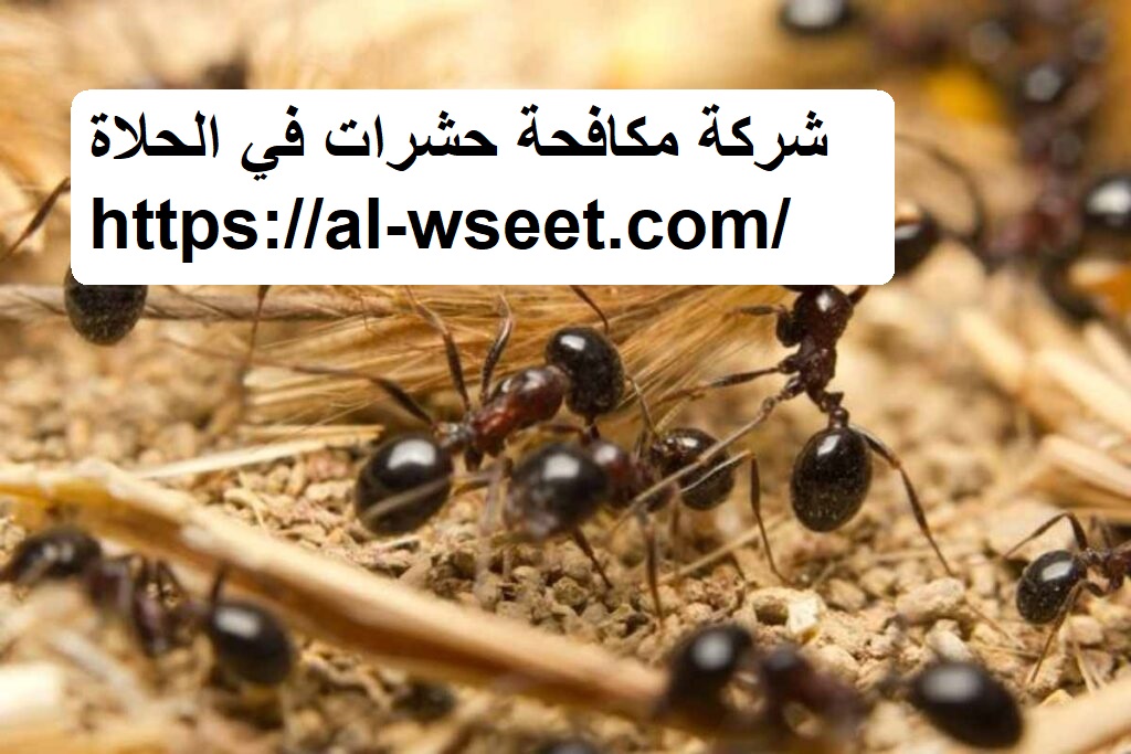 شركة مكافحة حشرات في الحلاة